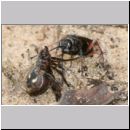 Episyron rufipes - Wegwespe w11 beim Nesteintrag mit einer Spinne.jpg